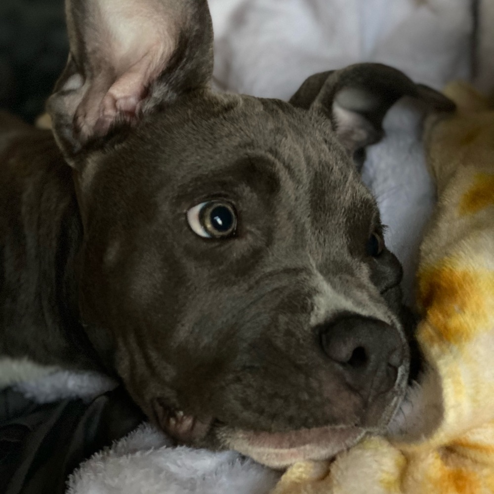 Meet your Posher, Allison